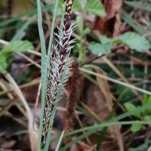 Photographie n°2834103 du taxon Carex flacca Schreb. [1771]