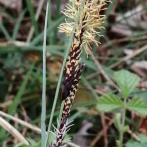 Photographie n°2834104 du taxon Carex flacca Schreb. [1771]