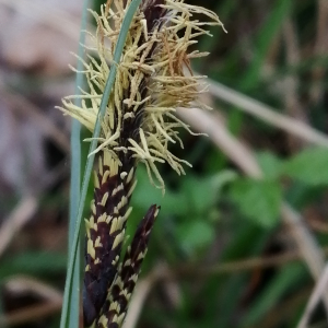 Photographie n°2834105 du taxon Carex flacca Schreb. [1771]