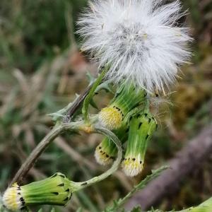 Photographie n°2834113 du taxon Senecio vulgaris subsp. vulgaris