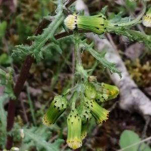 Photographie n°2834115 du taxon Senecio vulgaris subsp. vulgaris