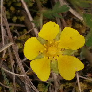 Photographie n°2834164 du taxon Potentilla verna L. [1753]