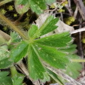 Photographie n°2834165 du taxon Potentilla verna L. [1753]