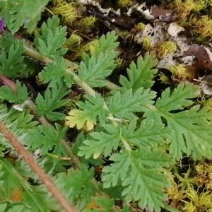 Photographie n°2834167 du taxon Erodium cicutarium (L.) L'Hér. [1789]