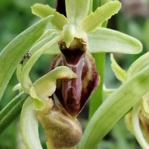 Photographie n°2834172 du taxon Ophrys virescens Philippe [1859]