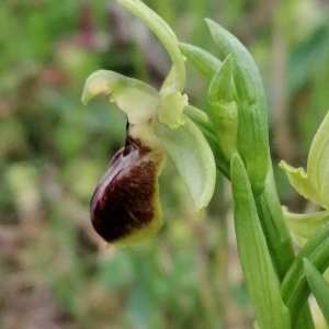 Photographie n°2834174 du taxon Ophrys virescens Philippe [1859]