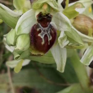 Photographie n°2834176 du taxon Ophrys exaltata Ten. [1819]