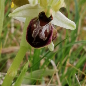 Photographie n°2834177 du taxon Ophrys exaltata Ten. [1819]