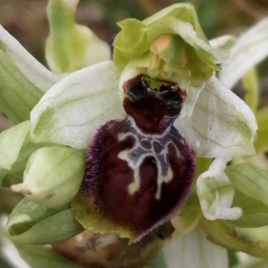 Photographie n°2834178 du taxon Ophrys exaltata Ten. [1819]