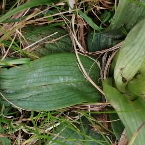 Photographie n°2834180 du taxon Ophrys exaltata Ten. [1819]