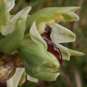 Photographie n°2834181 du taxon Ophrys exaltata Ten. [1819]