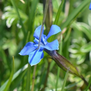 Photographie n°2834182 du taxon Gentiana verna L. [1753]