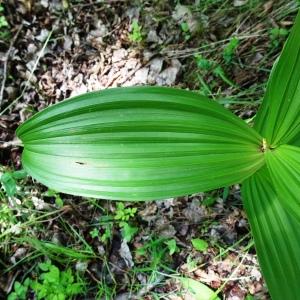 Photographie n°2834204 du taxon Veratrum album L. [1753]