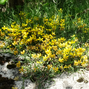 Photographie n°2834208 du taxon Genista sagittalis L. [1753]