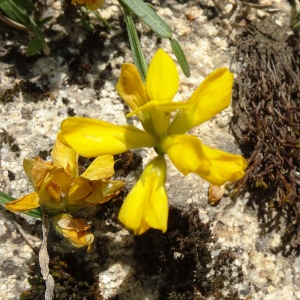 Photographie n°2834209 du taxon Genista sagittalis L. [1753]