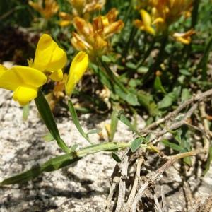 Photographie n°2834211 du taxon Genista sagittalis L. [1753]