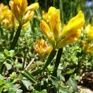 Photographie n°2834212 du taxon Genista sagittalis L. [1753]