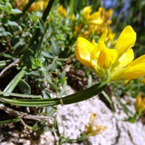 Photographie n°2834213 du taxon Genista sagittalis L. [1753]