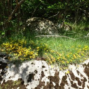 Photographie n°2834214 du taxon Genista sagittalis L. [1753]