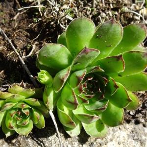 Photographie n°2834894 du taxon Sempervivum tectorum L. [1753]