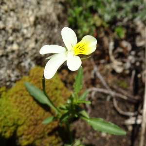 Photographie n°2834895 du taxon Viola arvensis Murray [1770]