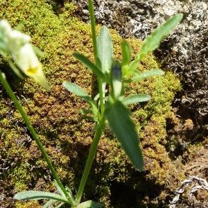 Photographie n°2834896 du taxon Viola arvensis Murray [1770]