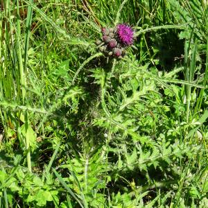 Photographie n°2834947 du taxon Cirsium palustre (L.) Scop. [1772]