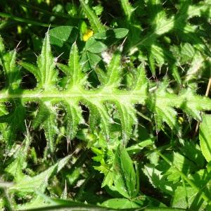 Photographie n°2834950 du taxon Cirsium palustre (L.) Scop. [1772]