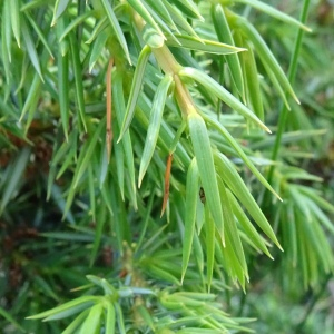 Photographie n°2834953 du taxon Juniperus communis L. [1753]