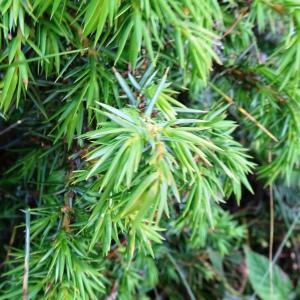 Photographie n°2834954 du taxon Juniperus communis L. [1753]