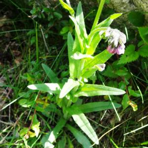 Photographie n°2834957 du taxon Cynoglossum dioscoridis Vill. [1779]