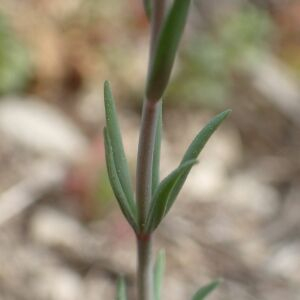 Photographie n°2835458 du taxon Linaria simplex (Willd.) DC. [1805]