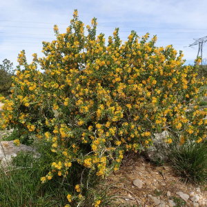 Photographie n°2835459 du taxon Medicago arborea L.