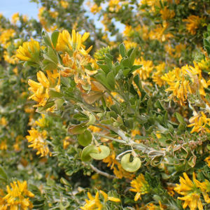 Photographie n°2835460 du taxon Medicago arborea L.