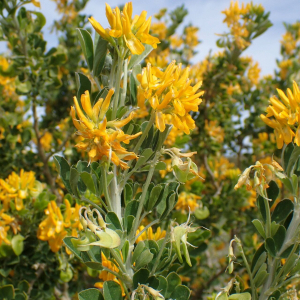 Photographie n°2835462 du taxon Medicago arborea L.