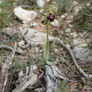 Photographie n°2835471 du taxon Ophrys provincialis (Baumann & Künkele) Paulus [1988]