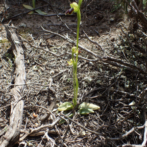 Photographie n°2835481 du taxon Ophrys bilunulata Risso [1844]