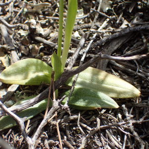Photographie n°2835483 du taxon Ophrys bilunulata Risso [1844]