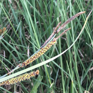 Photographie n°2835512 du taxon Carex flacca Schreb. [1771]