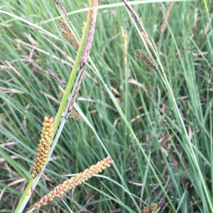 Photographie n°2835514 du taxon Carex flacca Schreb. [1771]