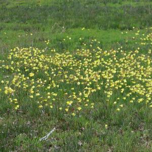 Photographie n°2835517 du taxon Narcissus bulbocodium L.