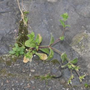 Photographie n°2835529 du taxon Cerastium glomeratum Thuill.