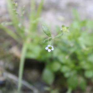 Photographie n°2835542 du taxon Saxifraga tridactylites L.