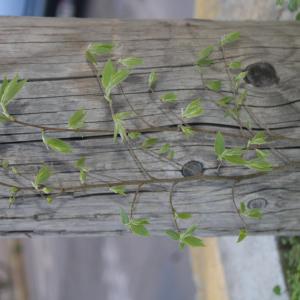 Photographie n°2835547 du taxon Celtis australis L. [1753]