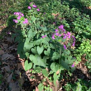 Photographie n°2835587 du taxon Lunaria annua L. [1753]