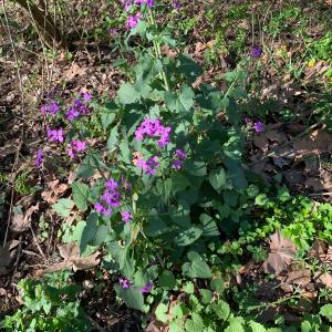 Photographie n°2835588 du taxon Lunaria annua L. [1753]