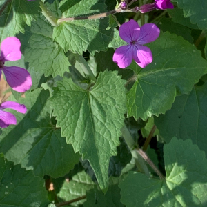 Photographie n°2835590 du taxon Lunaria annua L. [1753]