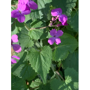 Lunaria annua-IMG_5269.jpg