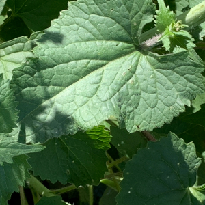 Photographie n°2835592 du taxon Lunaria annua L. [1753]