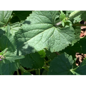 Lunaria annua-IMG_5271.jpg